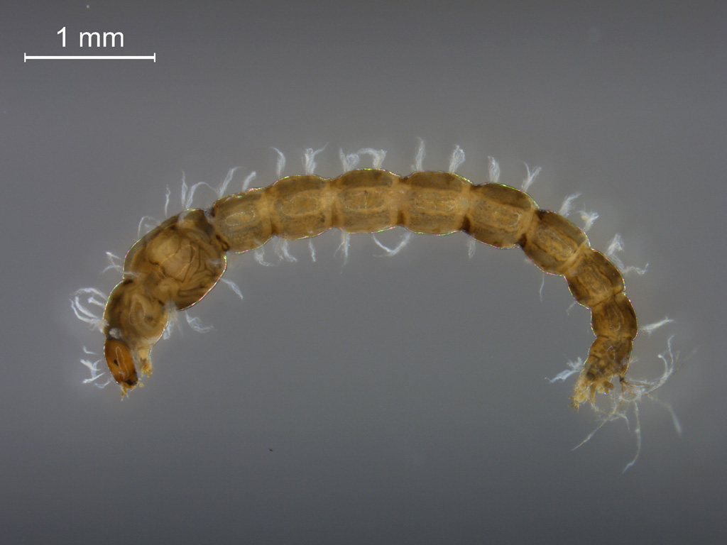Chironomidae larva